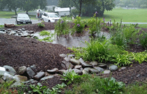 Стійкий двір 2025: дощова вода, місцеві рослини, мінімальний догляд