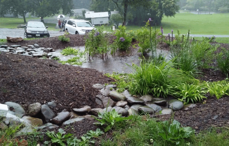 Стійкий двір 2025: дощова вода, місцеві рослини, мінімальний догляд